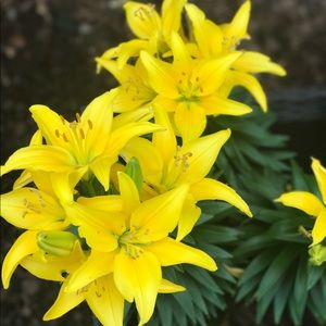 Meet your Posher, Mya